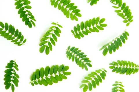 Green Leaves pattern on white background. Stock Photos