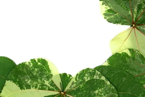 Green leaves pattern on white background. Flat lay Stock Photos