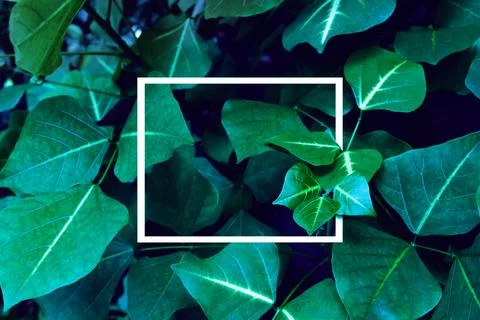 Green leaves pattern with white frame for nature concept 스톡 사진