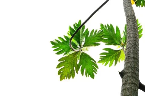 Green leaves pattern,breadfruit tree isolated on white background Stock Photos
