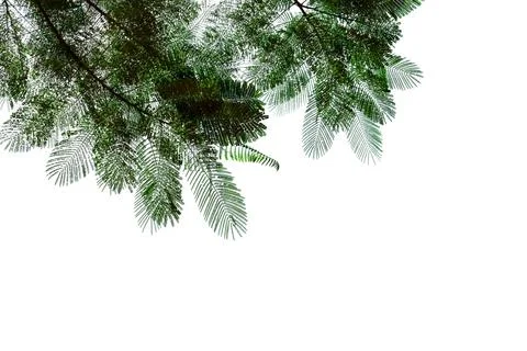 Green leaves pattern,leaf The flame tree isolated on white background, Flam.. Stock Photos