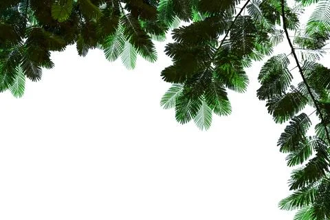 Green leaves pattern,leaf The flame tree isolated on white background, Flam.. Stock Photos