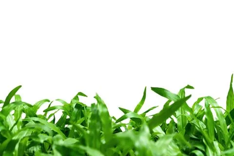 Green leaves pattern,leaf grass tree isolated on white background with copy.. Stockfoto's