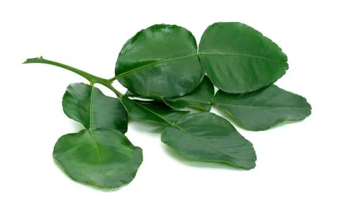Green leaves pattern,leaf kaffir lime isolated on white background Stock Photos