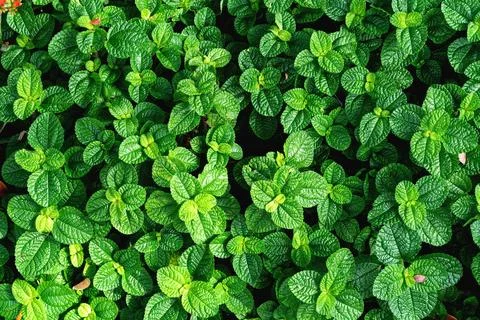 Green leaves pattern,leaf mint background,top view Stock Photos