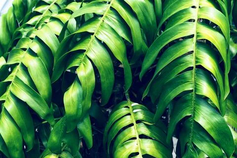 Green leaves pattern,leaf monstera in the forest for nature background Stock Photos