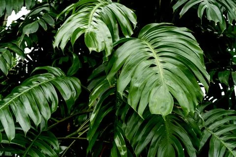 Green leaves pattern,leaf monstera in the forest for nature background Stock Photos