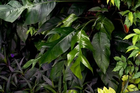 Green leaves pattern,leaf monstera in the forest for nature background Stock Photos