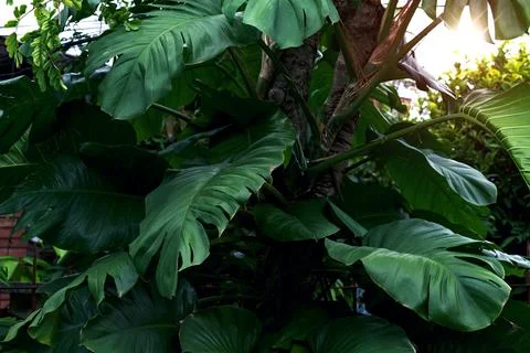 Green leaves pattern,leaf monstera in the forest for nature background Stock Photos