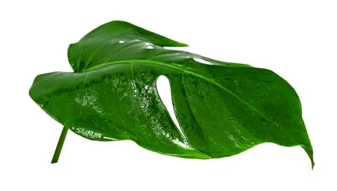 Green leaves pattern,leaf monstera with water drop isolated on white backgrou Stock Photos