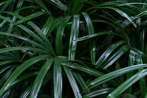 Green leaves pattern,leaf palm tree in the forest Stock Photos