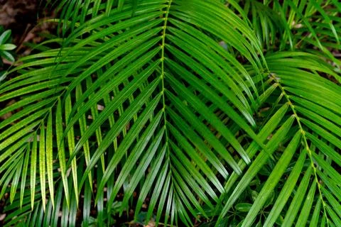 Green leaves pattern,leaf palm tree in the forest Stock Photos