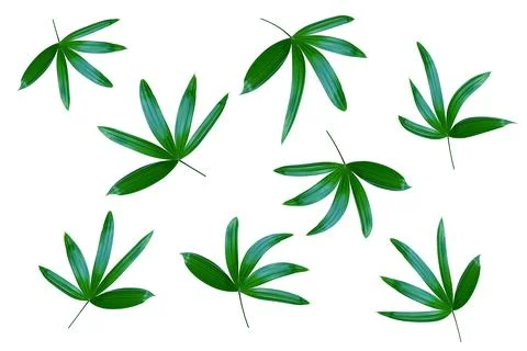 Green leaves pattern,leaf palm tree isolated on white background Stockfoto's