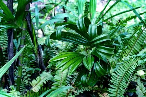 Green leaves pattern,leaf palm tree in the forest Stock Photos