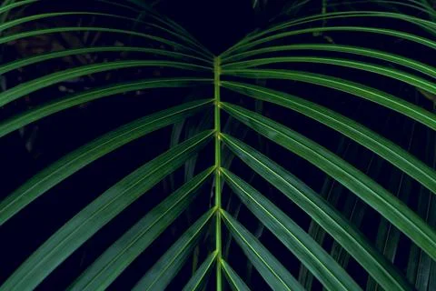Green leaves pattern,leaf palm tree in the forest Stock Photos