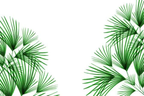 Green leaves pattern,leaf palm tree isolated on white background Stock Photos