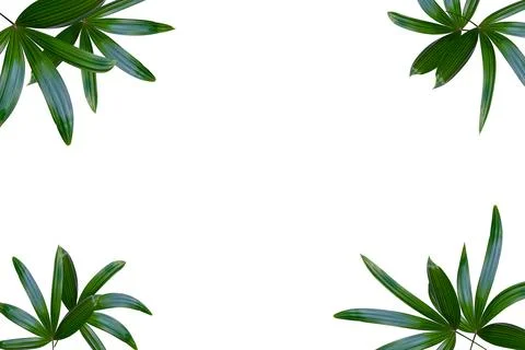 Green leaves pattern,leaf palm tree isolated on white background Stockfoto's