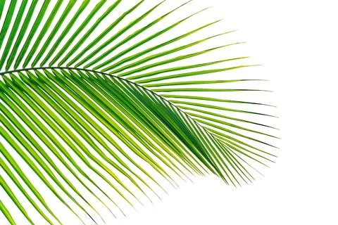Green leaves pattern,leaf palm tree isolated on white background Stock Photos
