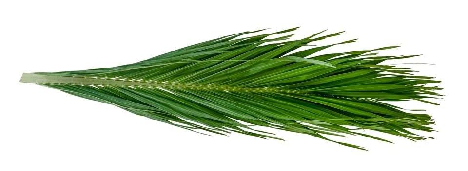 Green leaves pattern,leaf palm tree isolated on white background Stockfoto's