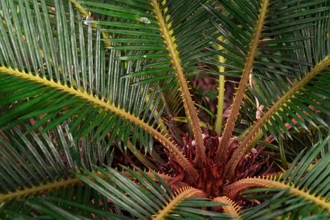 Green leaves pattern,leaf palm tree,Cycadaceae or Cycas revoluta or Japanes.. Stock Photos