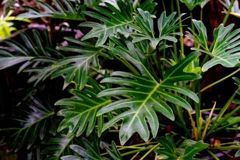 Green leaves pattern,leaf philodendron xanadu in garden Stock Photos