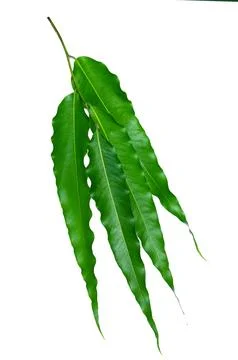 Green leaves pattern,leaf Polyalthia longifolia tree isolated on white back.. Stock Photos
