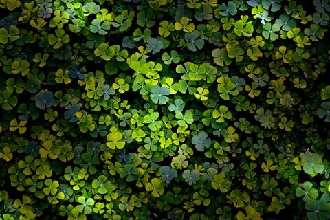 Green leaves pattern,leaf Shamrock or water clover background Stock Photos
