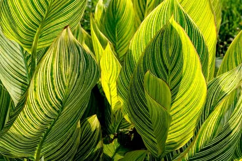 Green leaves pattern,leaf striped canna plant in garden Stock Photos
