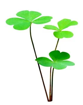 Green leaves pattern,leaf tree isolated on white background,include clippin.. Stock Photos