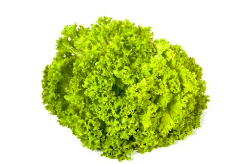 Green Leaves Patterns and Textures of Lettuce Plant Stock Photos