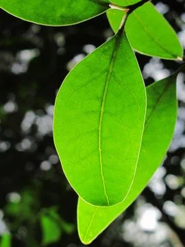 Green leaves Stock Photos