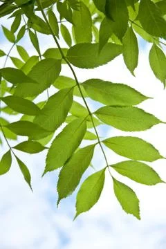 Green leaves Stock Photos