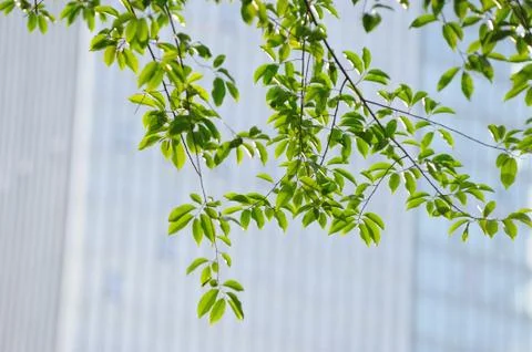 Green leaves Stock Photos
