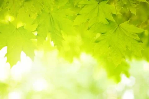 Green leaves Фото