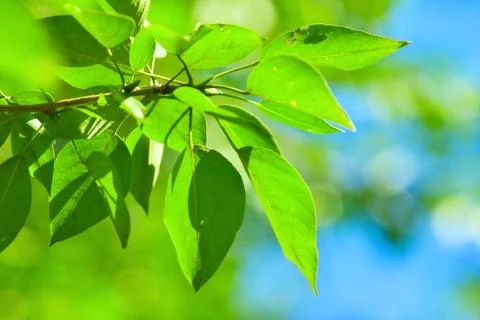 Green leaves Stock Photos