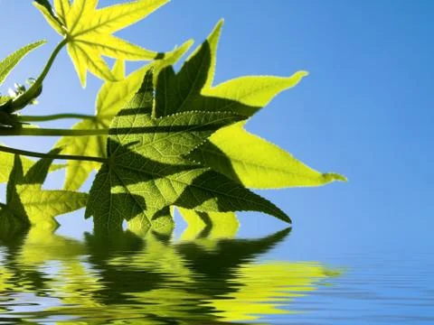 Green leaves Foto stock