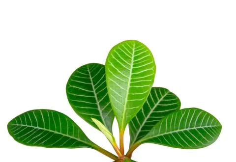 Green leaves Stock Photos