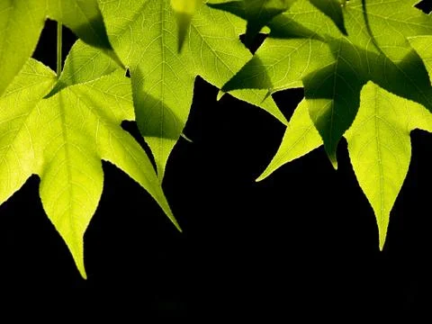 Green leaves Stock-Fotos