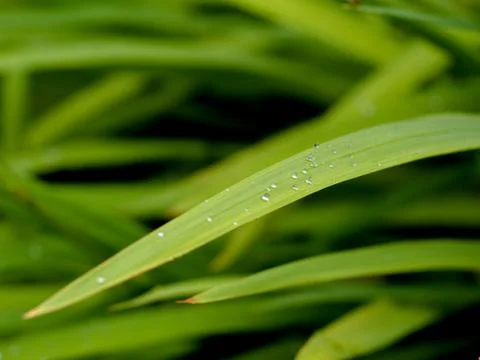 Green leaves 스톡 사진