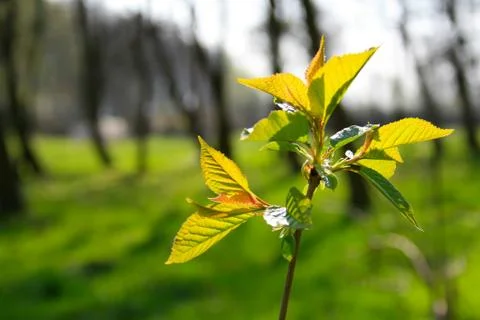 Green leaves Stock Photos