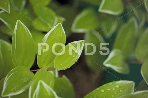 Green Leaves Stock Photos