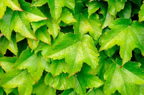 Green leaves Stock Photos