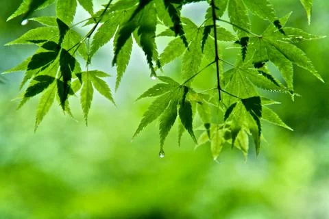 Green leaves Stock Photos