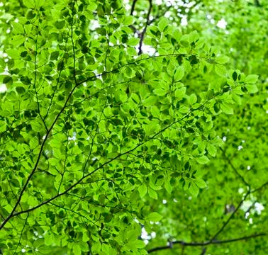 Green leaves Фото