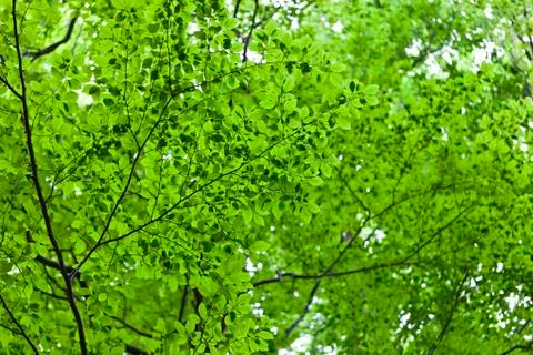 Green leaves Stock Photos
