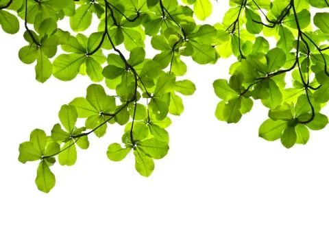 Green leaves Stock Photos