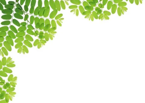 Green leaves Stock Photos