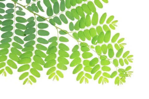 Green leaves Stock Photos