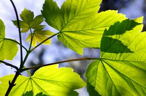 Green leaves Stock Photos
