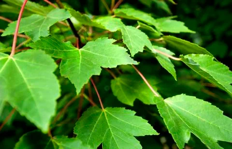 Green Leaves Stock Photos